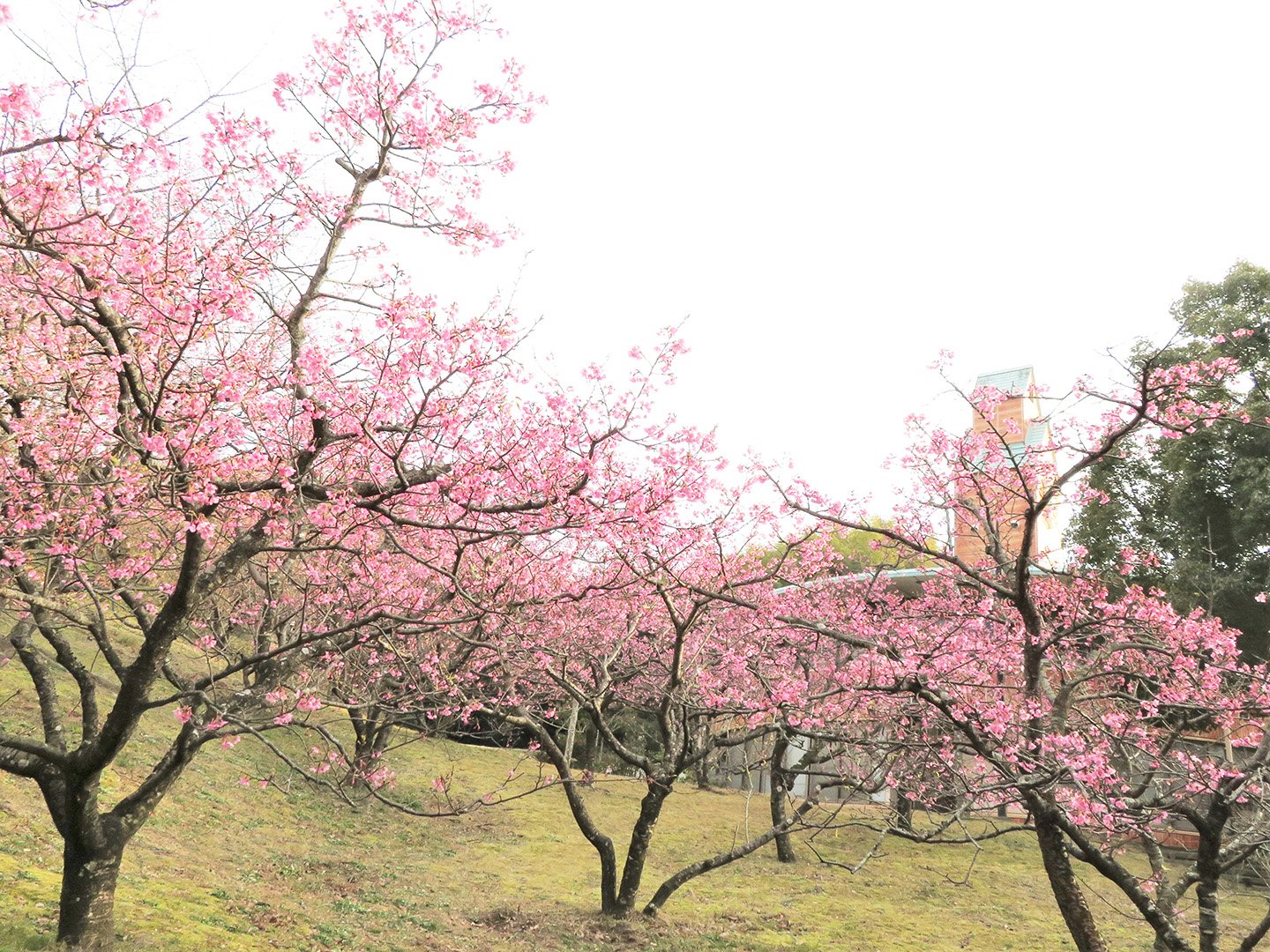 🐴 노마 말 고원(노마우마 하이랜드) 이미지 5